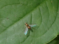 Chrysosoma