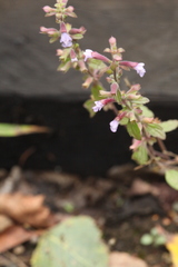 Dracocephalum thymiflorum