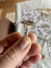 Cantharellula umbonata