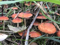 Leratiomyces ceres
