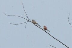 Carpodacus sibiricus