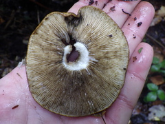 Lactarius turpis