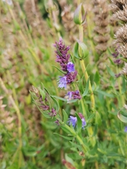 Hyssopus officinalis