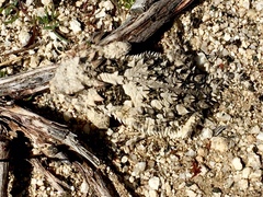 Phrynosoma blainvillii