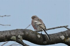 Carpodacus sibiricus