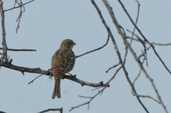Emberiza