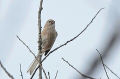 Carpodacus sibiricus