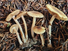 Inocybe flocculosa