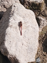 Sympetrum