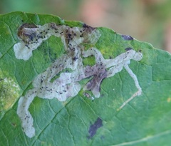 Aulagromyza tridentata