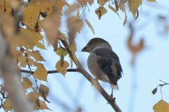 Coccothraustes coccothraustes