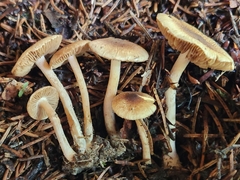 Inocybe flocculosa