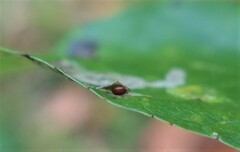 Aulagromyza tridentata