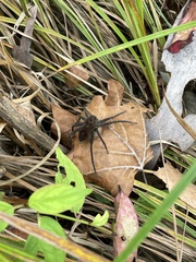 Dolomedes vittatus