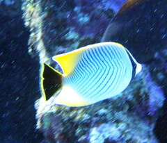 Chaetodon trifascialis