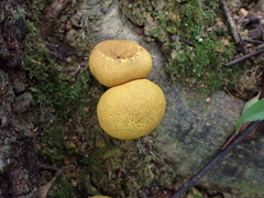 Scleroderma flavidum