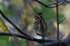 Emberiza rustica