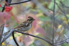 Emberiza rustica
