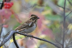 Emberiza rustica