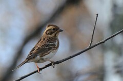 Emberiza rustica