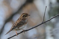 Emberiza rustica