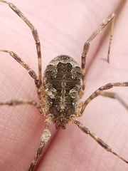 Lacinius dentiger