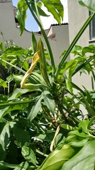 Syngonium