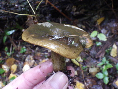 Lactarius turpis