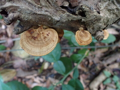 Hexagonia