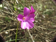 Oxalis