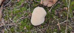 Lycoperdon pratense