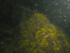 Halichondria panicea