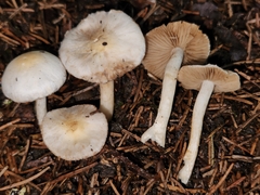 Inocybe armeniaca