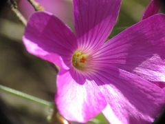 Oxalis