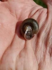 Planorbella trivolvis