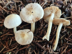 Inocybe armeniaca