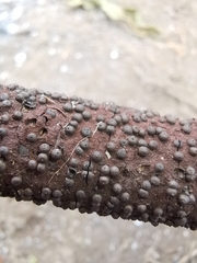 Rosellinia corticium