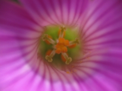 Oxalis