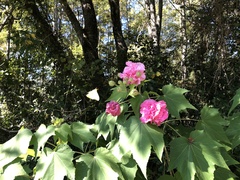 Hibiscus mutabilis