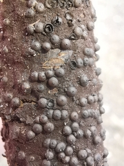 Rosellinia corticium