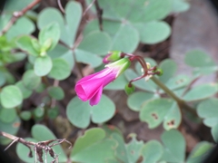 Oxalis