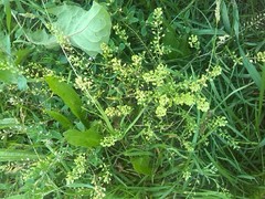 Lepidium ruderale