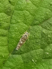 Eupteryx urticae