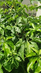 Syngonium