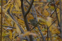 Phylloscopus proregulus