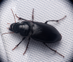 Harpalus caliginosus
