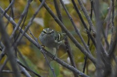 Phylloscopus proregulus