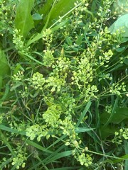 Lepidium ruderale