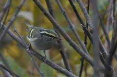 Phylloscopus proregulus