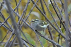 Phylloscopus proregulus